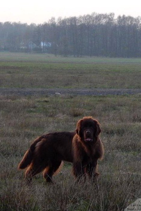 Фото: ньюфаундленд Funnewf Antarktika (Фанньюф Антарктика)