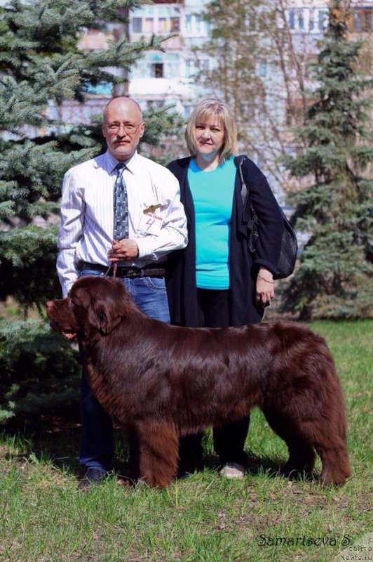 Фото: ньюфаундленд Vereskovyj Mjod s Berega Dona (Вересковый Мёд с Берега Дона), Elena Gavrilenko (Елена Гавриленко)