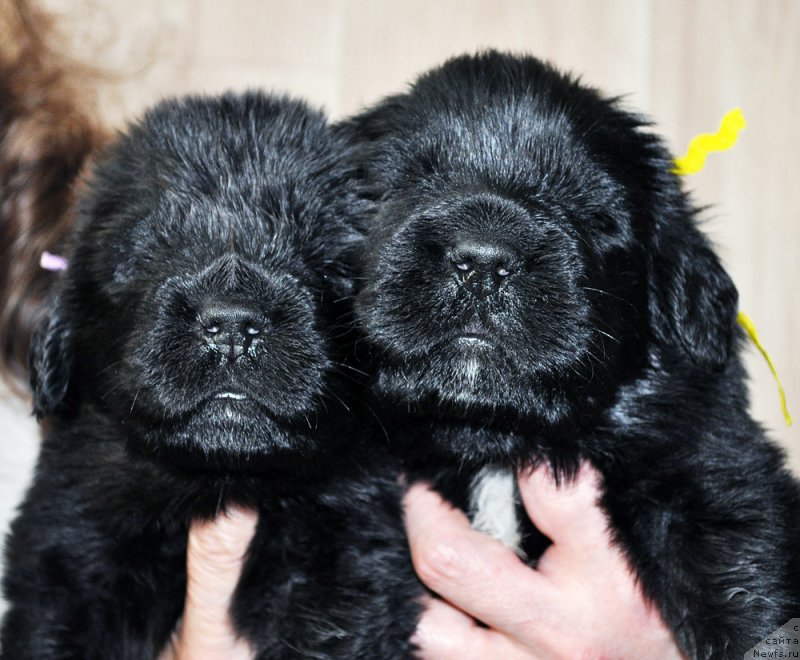 Фотография № 205732