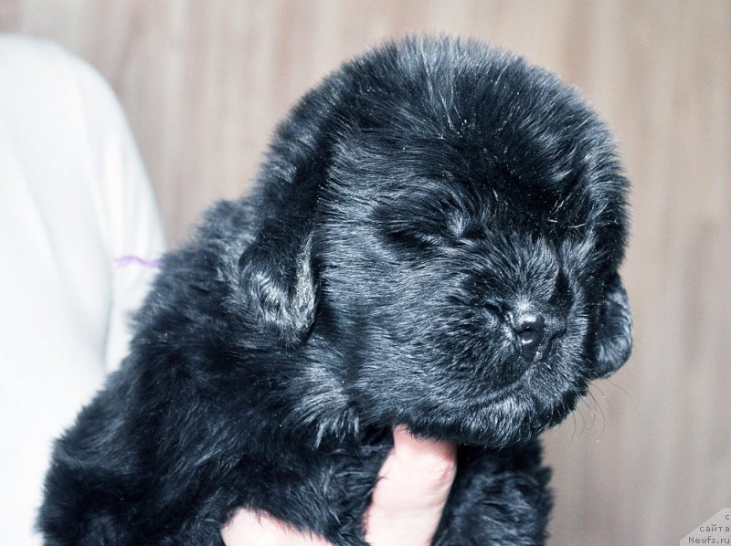 Фотография № 205733