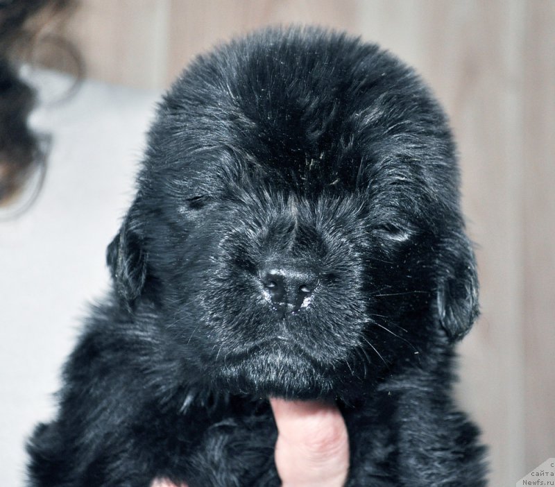 Фотография № 205734