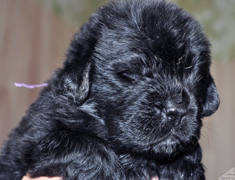 Фотография № 205735