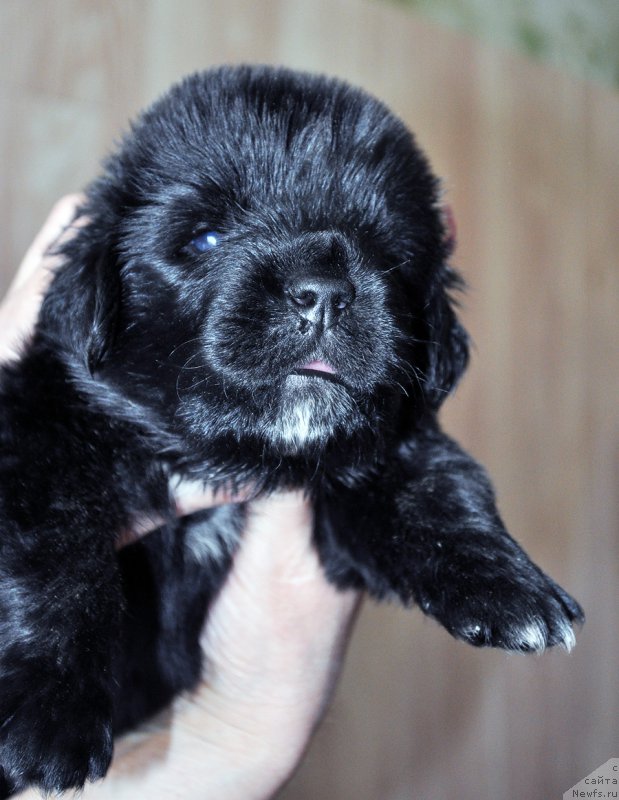 Фотография № 205738