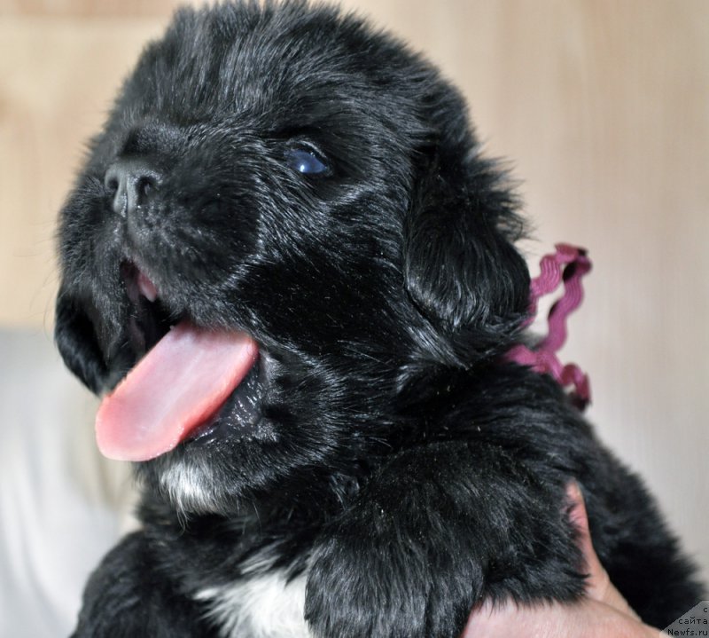 Фотография № 205739