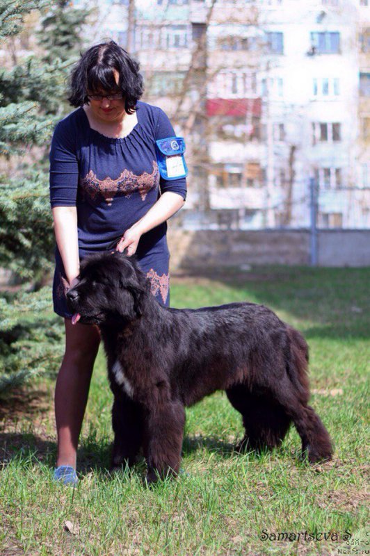 Фото: ньюфаундленд CHernyiy SHarm Elena Prekrasnaya (Черный Шарм Елена Прекрасная), Elena Stepanova (Елена Степанова)