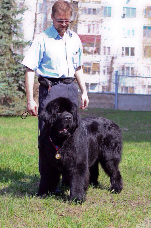 Фото: ньюфаундленд Begushaya po Volnam Choice of Fibonacci (Бегущая по Волнам Чойс оф Фибоначчи), Anton Pechorin (Антон Печорин)