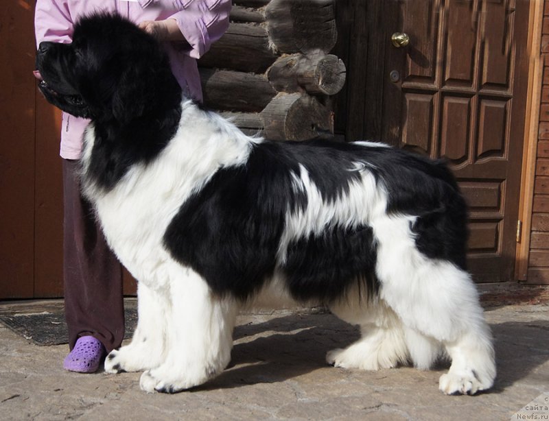 Фото: ньюфаундленд Super Premium Zhodo Ferolli (Супер Премиум Жодо Феролли)