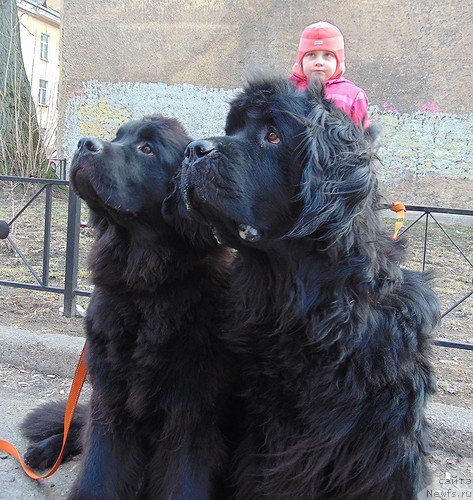 Фото: ньюфаундленд Tsinnamon Bel' Fra Sharmel iz Arkaima (Циннамон БельФра Шармэль из Аркаима), ньюфаундленд Belkonder-Club Bella Renaissance (Белкондер-Клаб Белла Ренессанс)