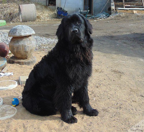 Фото: ньюфаундленд Belkonder-Club Betty Prior (Белкондер-Клаб Бетти Приор)