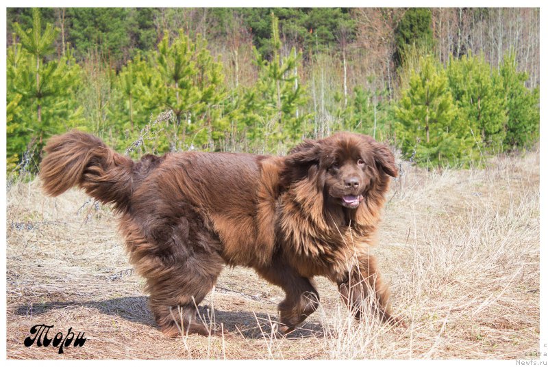 Фотография № 205757