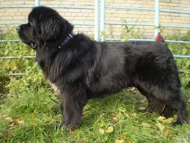 Фото: ньюфаундленд Super Bizon Armani (Супер Бизон Армани)