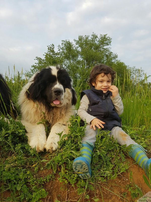 Фото: ньюфаундленд Genri Korol From Russia Bear (Генри Король фром Рашн Беар)