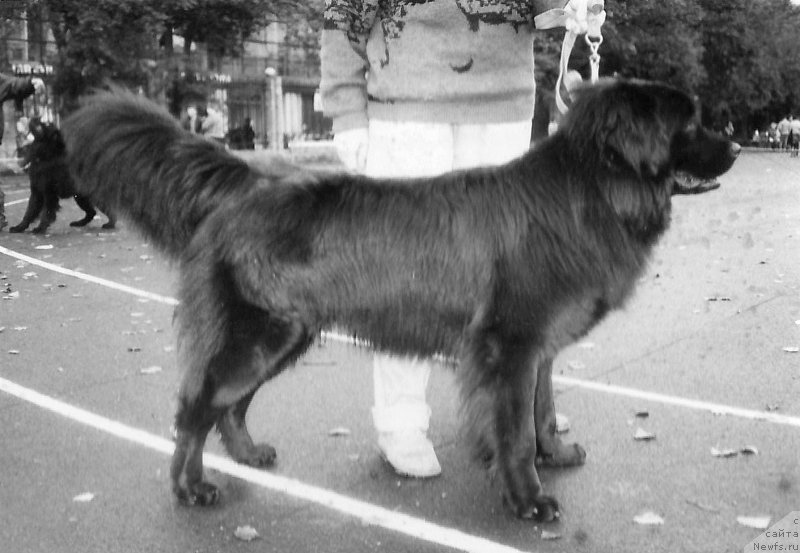 Фото: ньюфаундленд Geon YAn Kor (Геон Ян Кор)