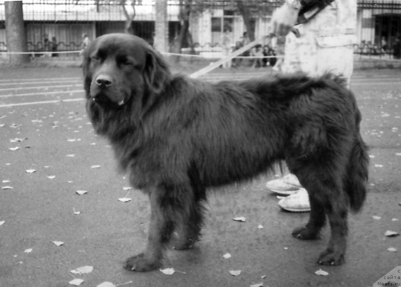 Фото: ньюфаундленд Ovlur Car' Ol (Овлур Царь Ол)