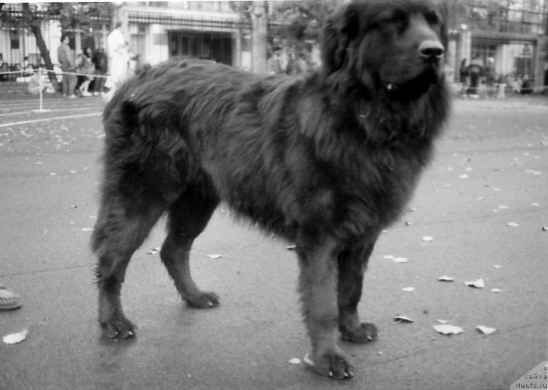 Фото: ньюфаундленд Otar Car' Ol (Отар Царь Ол)