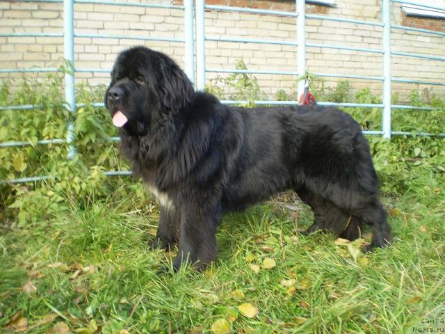 Фото: ньюфаундленд Super Bizon Armani (Супер Бизон Армани)