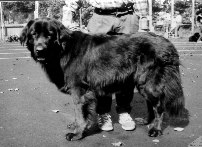 Фото: ньюфаундленд CHanita (Чанита)