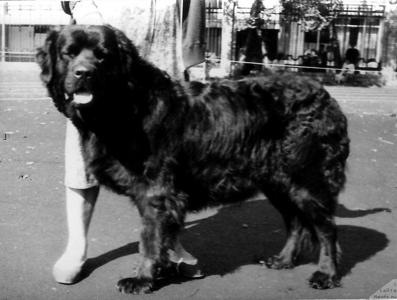 Фото: ньюфаундленд Madlen (Мадлен)