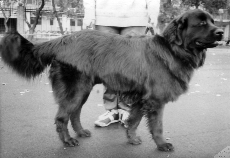 Фото: ньюфаундленд P Rif (П Риф)