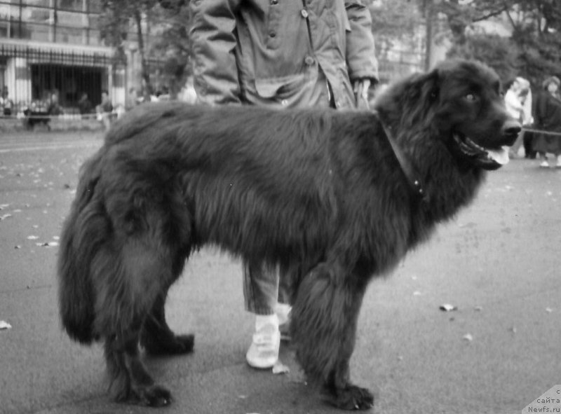 Фото: ньюфаундленд Djibson Dia Zit (Джибсон Диа Зит)