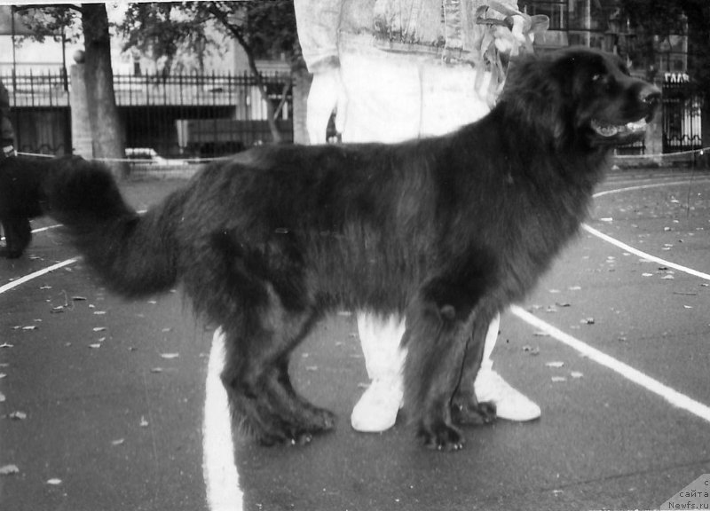 Фото: ньюфаундленд Vikont Bibay Mulug (Виконт Бибай Мулуг)