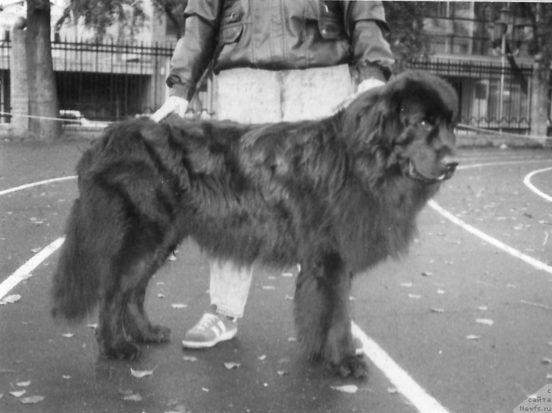 Фото: ньюфаундленд Vin'e Ant Zev (Винье Ант Зев)