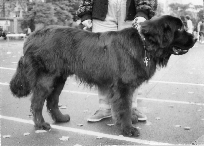 Фото: ньюфаундленд SHerhan Barchi (Шерхан Барчи)