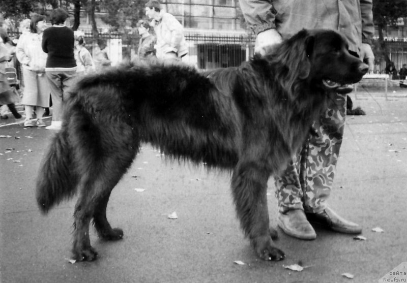 Фото: ньюфаундленд Viking Bibay Mulug (Викинг Бибай Мулуг)