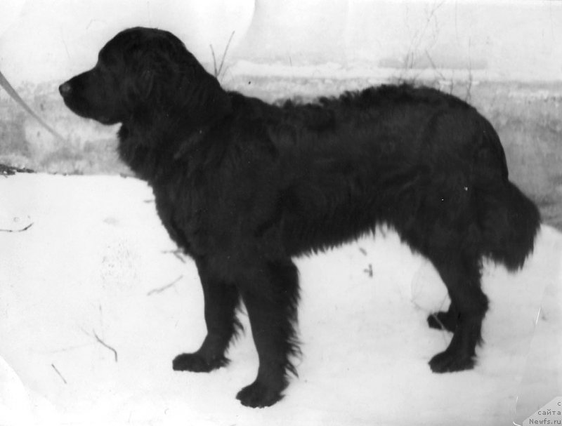 Фото: ньюфаундленд El' Bassi (Ель Басси)