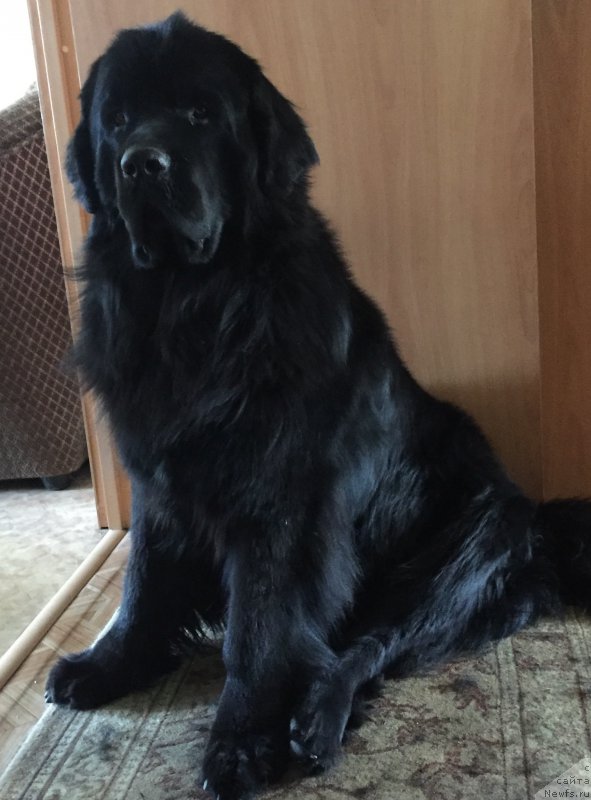 Фото: ньюфаундленд Brownblood MSK Helfi Best Armani (Браунблад МСК Хелфи Бэст Армани)