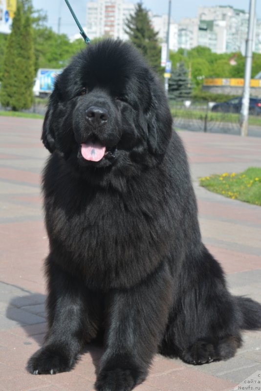 Фото: ньюфаундленд Chudotvorniy Atlas Kara Deniz
