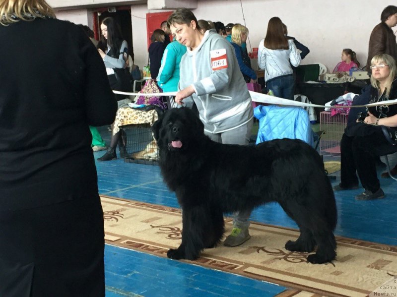 Фото: ньюфаундленд Brownblood MSK Helfi Best Armani (Браунблад МСК Хелфи Бэст Армани), Ekaterina Kuznecova (Екатерина Кузнецова)