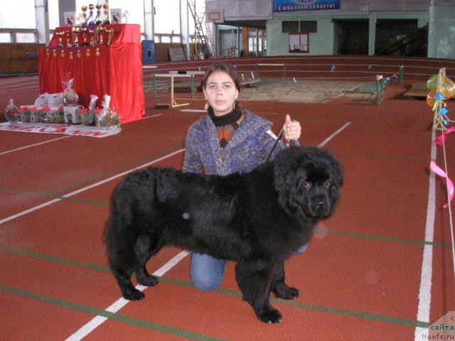 Фото: ньюфаундленд Ottava (Оттава)