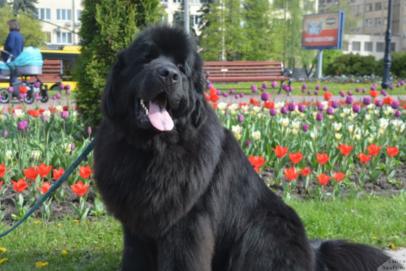 Фото: ньюфаундленд Chudotvorniy Atlas Kara Deniz