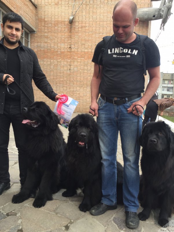 Фото: Vladimir Hachatryan (Владимир Хачатрян), ньюфаундленд Brownblood MSK Helfi Best Armani (Браунблад МСК Хелфи Бэст Армани)