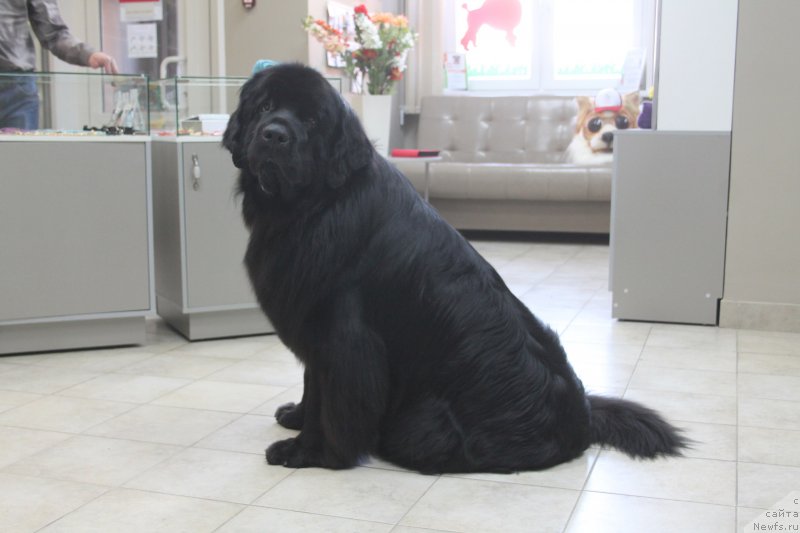 Фото: ньюфаундленд Akvian Song Nostradamus (Аквиан Сонг Нострадамус)