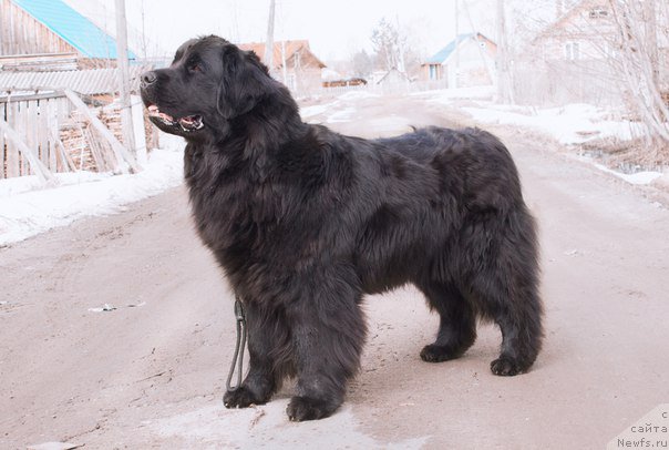 Фото: ньюфаундленд Piternyuf Ideas For Life (Питерньюф Идеас Фор Лифе)