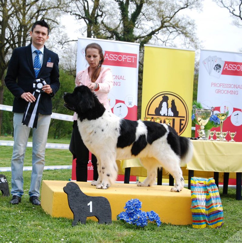 Фото: ньюфаундленд Chernaya Mafia Zebra Time (Черная Мафия Зебра Тиме)