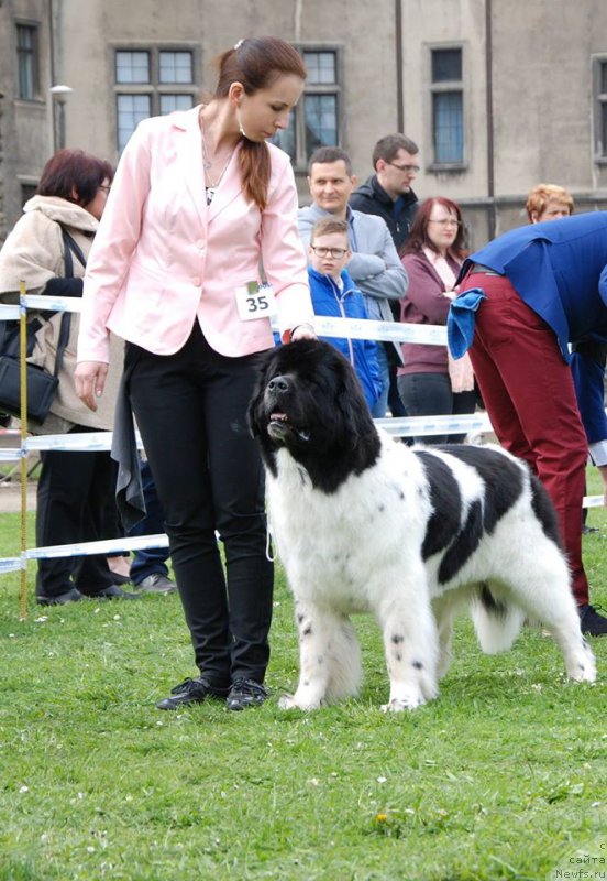 Фото: ньюфаундленд Chernaya Mafia Zebra Time (Черная Мафия Зебра Тиме)