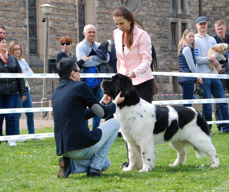 Фото: ньюфаундленд Chernaya Mafia Zebra Time (Черная Мафия Зебра Тиме)