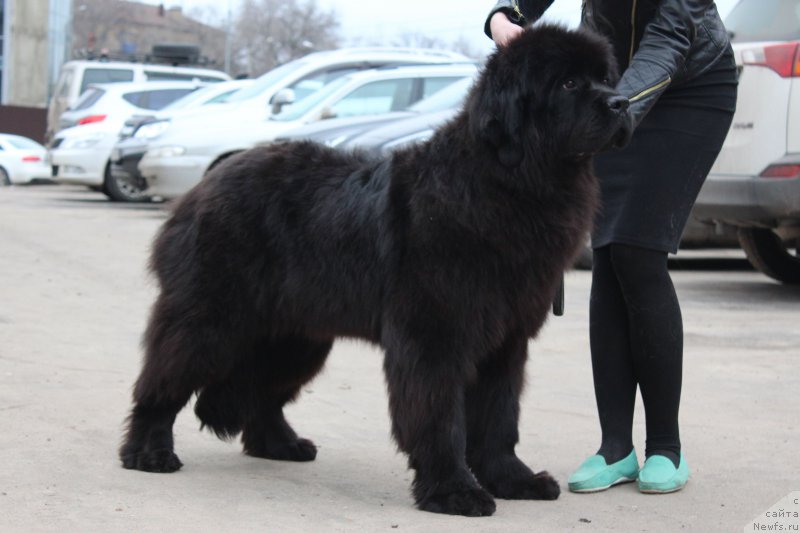 Фото: ньюфаундленд God's Handiwork Dinastiya Soverchenstva