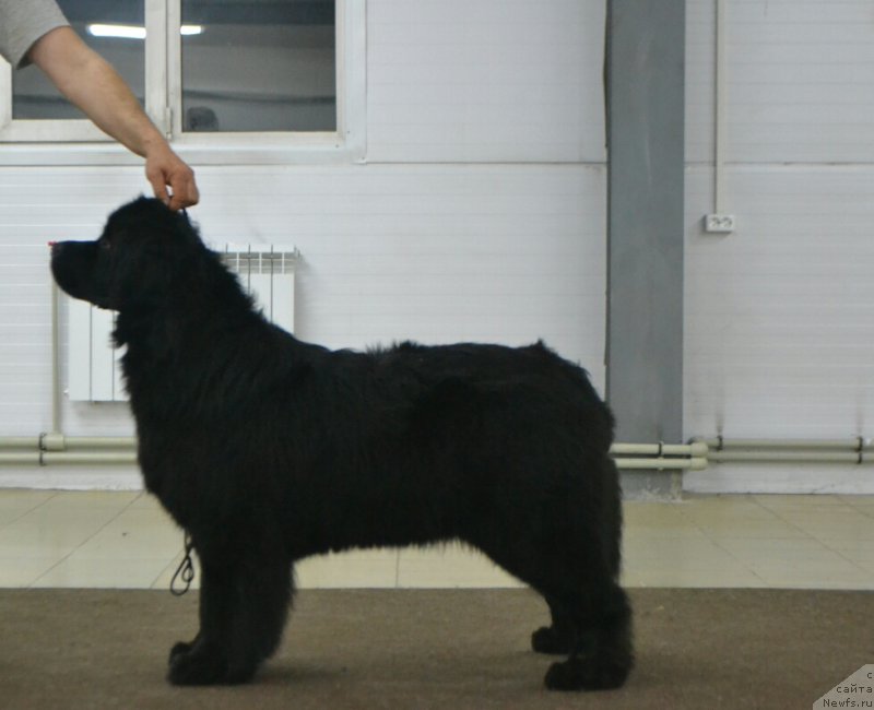 Фото: ньюфаундленд Nefertiti Krasavica Gryadet (Нефертити Красавица Грядет)