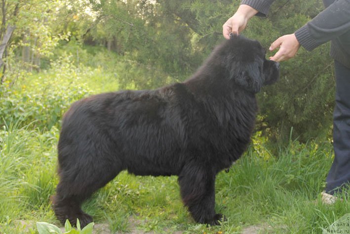 Фото: ньюфаундленд Yahta s Berega Dona (Яхта с Берега Дона)