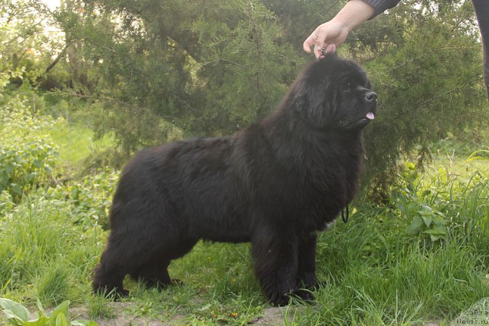 Фото: ньюфаундленд Yahta s Berega Dona (Яхта с Берега Дона)