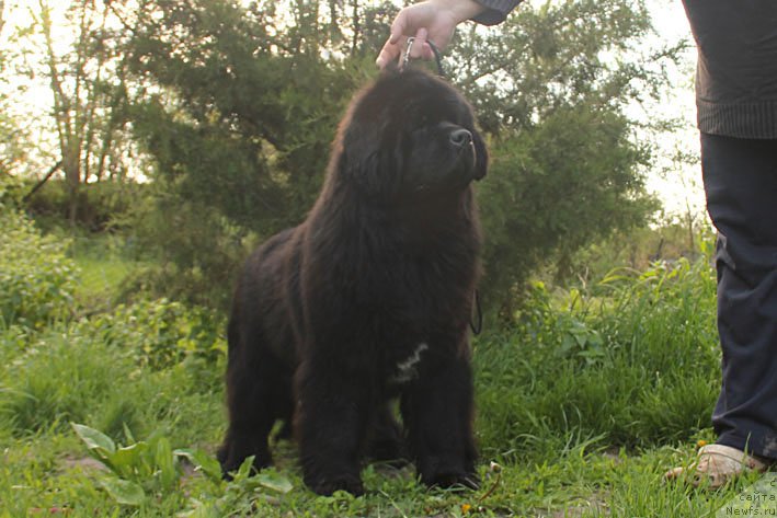 Фото: ньюфаундленд Yahta s Berega Dona (Яхта с Берега Дона)