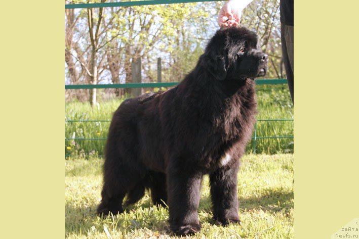 Фото: ньюфаундленд Ya s Berega Dona (Я с Берега Дона)