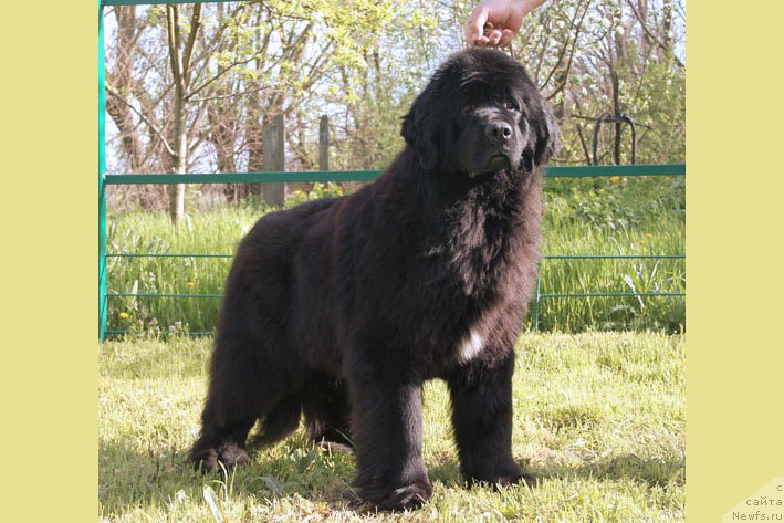 Фото: ньюфаундленд Ya s Berega Dona (Я с Берега Дона)