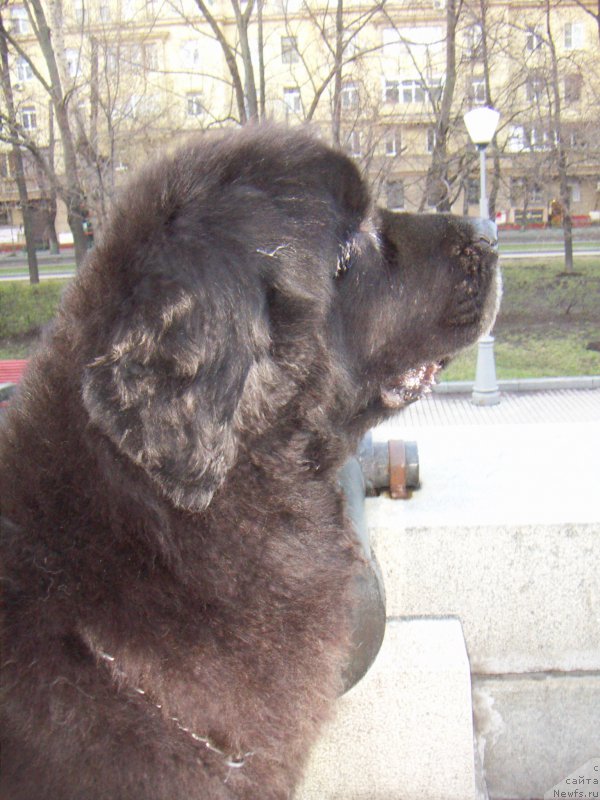 Фото: ньюфаундленд Sent Djons Haily Kuitmi (Сент Джонс Хейли Куитми)