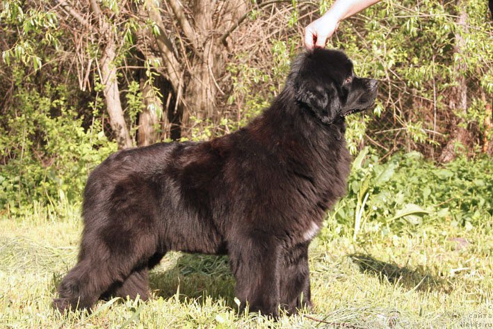 Фото: ньюфаундленд Ya s Berega Dona (Я с Берега Дона)