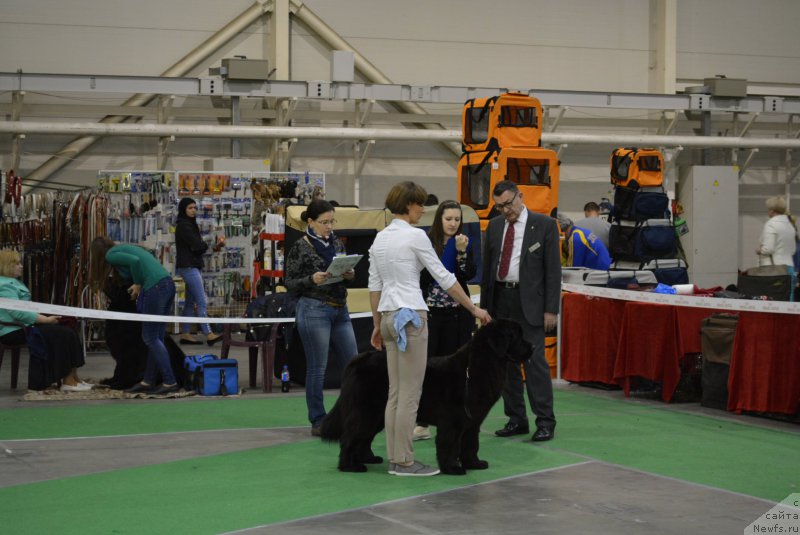 Фото: ньюфаундленд Galatea Dinastiya Soverchenstva